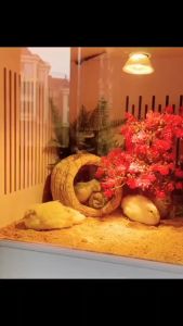 หลอดไฟ uva uvb ไฟกกเต่า หลอดไฟให้ความร้อนและรังสี หลอดไฟให้ความร้อนเต่า ให้ความอบอุ่นเต่าบก ​ลูกนก