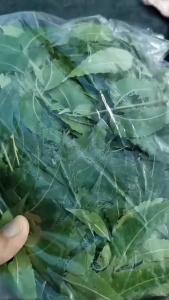 100G Daun Semambu Segar Fresh Neem Leaves Berkualiti Tinggi High Quality Herba Tradisional untuk Mandian Bayi Rawat Ruam & Cacar Air | Daun Herba Semulajadi untuk Kegunaan Luaran Mandian Detox & Penawar Gatal Kulit