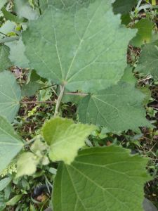 daun purutan atau pungpurutan  segar dipetik pas  masuk order 500 gram