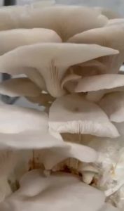 White Oyster - Mushroom Spawn / Binhi ng Kabute (1Liter/800g) - Mushroom Seeds.*