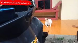 Gantungan Hook Cantolan Barang Semua Motor Universal Two Tone 2Tone Centolan Motor Thailook