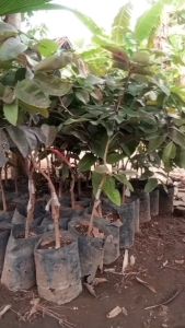 Bibit Kelengkeng Merah Ruby Longan