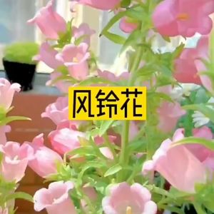 campanula | Flower Seed 风铃花草种子易活四季播种开花can be planted in all seasons making it easy to live indoor bonsai plants and flower seeds