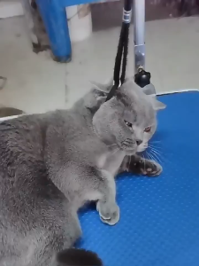 Dây treo bàn cố định chăm sóc Chó Mèo (mẫu mới) - Love Pets Shop