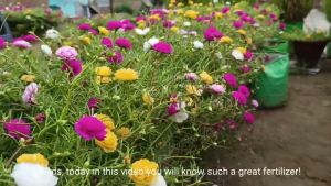 100pcs vietnam moss rose portuluca cuttings
