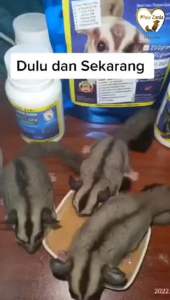 CDF Sugar Glider Healthy Food Hot item 🔥🔥🔥 Complete Daily Food Makanan Sugar Glider 95g And 200g