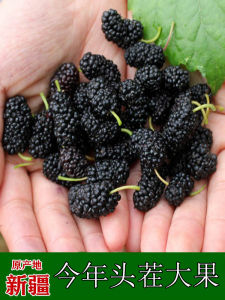 Natural Black Mulberry Dried Fruits Soak in Alcohol 500g Xinjiang Black Mulberry Dry Fruits No Sand No Wash Snacks Nuts Specialties