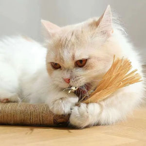 5PCS of 38cm Pet Cat Wooden Polygonum Stick Lafite Grass Cat Toy Molar Stick Catnip Cat Tooth Cleaning Silvervin Stick Cane Pet Supplies