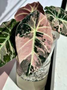 Alocasia Black Velvet Pink Variegated CORMS