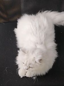 Cây lăn lông chó mèo tĩnh điện DACOTE hút lông thú cưng sạch giường chăn đệm quần áo