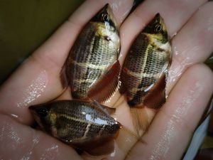 Chocolate Gourami ( 1set 5pcs )