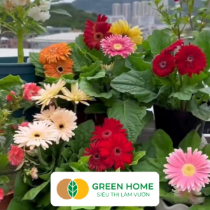 Hạt Giống Hoa Cúc Đồng Tiền Nhiều Màu GreenHome Gói 10 hạt Hoa Nở Rực Rỡ Dễ Trồng Quanh Năm H17