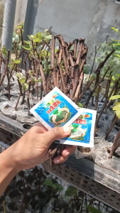 CARDINAL PLANTS SEEDLINGS GRAPES ROOTED MATAMIS AT MALAKI ANG BUNGA. BUHAY NA SEEDLINGS