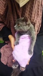 PET MICROFIBER TOWEL (RANDOM COLOUR) - Dr.Bulu - Handuk Microfiber Hewan Peliharaan Lembut Tebal Daya Serap TInggi Microfiber Halus