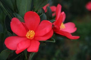 SOVCamellia Azaleacamellia japonicaBunga Azalea  Outdoor Plant Easy care Plant 四季茶花Real Live PlantPokok Hidup