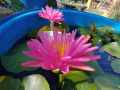 บัวพิงค์ซิลค์PinkSilk.(isg)อดีตแชมป์โลก. 