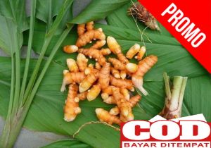 TERMURAH Kunyit Segar 1 Kg