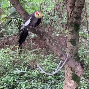 118inch Bird flying rope Clear Bird training leash with ring Parrot training kit for cockatiel Love bird accessories