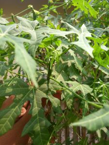 daun gedi / Pepaya jepang segar hijaun  1kilo