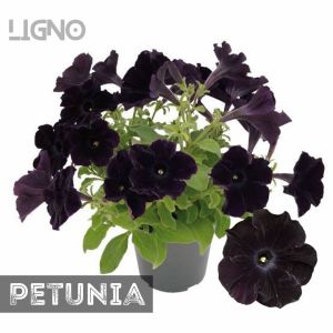 Biji PETUNIA BLACK (isi-7) - Biji Bibit Bunga