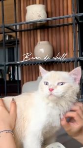 Sữa tắm cho chó mèo Julyhouse 150/500ml Savory hương chanh thanh mát giúp làm sạch khử mùi lưu hương thơm 3-5 ngày