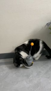 ตุ๊กตาล้มลุกซ่อนขนม/Homequality.TH/น้องแมวเพลิดเพลิน