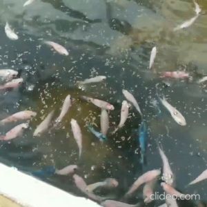 Pelet MEM 500-800 10gr 50gr 100gr 500gr Makanan Pakan Ikan Hias Pellet 500 800 Aquarium Aquascape Kolam