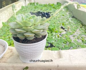 (Combo 5 cái) Chậu nhựa mini trồng sen đá (Đan Lục Bình)