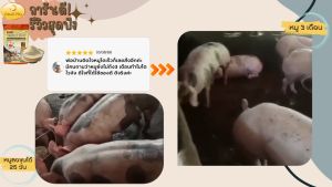 อาหารหมู DMOLT PLUS ดีมอลต์ และแร่ธาตุ เพื่อการเจริญเติบโต พลัสเอนไซม์