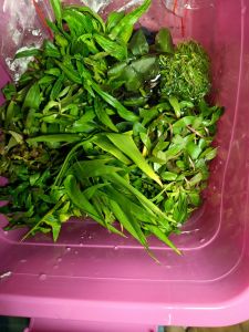 cây thủy sinh giá rẻ cắt cắm dể chắm sóc không cần nhiều ánh nắng và oximột loại 10 cây lựa đầy đủ cho bạn k