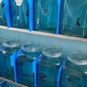 Blitz Icht Ich Obat Biru Ikan 100 cc ml 100cc 100ml
