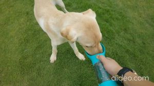 Bình đựng nước và thức ăn đi dạo cho Chó Mèo dòng cao cấp (mẫu mới) - Hara Pet Store