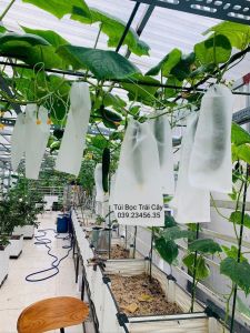 [ 15x50cm ] 100 CÁI TÚI VẢI TỐT BAO BỌC TRÁI MƯỚP HƯƠNG BẦU BÍ - TÚI BỌC TRÁI CÂY