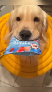 Dog Sounding Plush Toys Dog Chasing Interactive Chew Toys Pet Ringing Paper Newspaper Toys Potato Chips