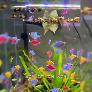 แบบเข้มข้น จุลินทรีบ่อปลา 2500ml น้ำยาปรับสภาพน้ำ จุลินทรีย์ปรับสภาพน้ำใส ละลายอุจจาระ ดับกลิ่นเหม็น เสริมแร่ธาตุและเอนไซม์ ดูแลสุขภาพปลา ให้น้ำใส จุลินทรีย์น้ำใสบ่อปลา ปรับสภาพน้ำปลา จุลินทรีตู้ปลา เพียวริฟายน้ำ