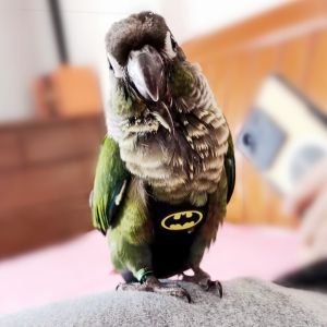 Parrot Shit Pocket Flying Rope Logo Clothes Tiger Skin Peony Xuanfeng Small Diaper Pants Baby Diapers Colostomy Bag Flight Suit