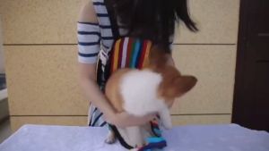 【Ready】Tas Gendong Ransel Anjing Kucing Pet Cargo Tas Gendongan Perlengkapan Hewan Peliharaan | Pet Cargo carrier bag tas kucing gendong belakang Tas Gendong Kucing Murah
