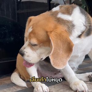 Goodboss Dog Balm บาล์มเเท่งสำหรับสุนัข ขนาด 5 กรัม ลดเชื้อรา ยีสต์ เเบคทีเรีย อาการคัน ขนร่วง ผลิตภัณฑ์ออแกนิคของสัตว์เลี้ยง