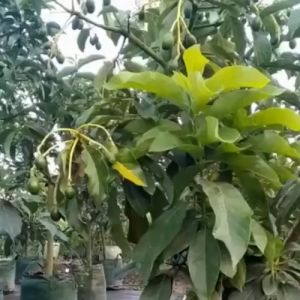 Pupuk Pelebat Alpukat Pupuk Booster Pelebat Buah Alpukat Obat Pelebat Buah Alpukat Organik Penyubur