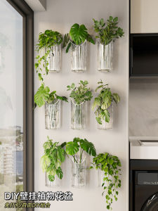 ชั้นวางต้นไม้ติดผนังแบบติดผนังใสสำหรับปลูกในน้ำ ชั้นวางต้นไม้แบบติดผนังสำหรับตกแต่งบ้านและสวน อุปกรณ์จัดระเบียบ