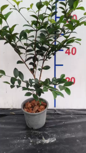 ชมพู่ ต้นชมพู่ออสเตรเลีย ไทรชมพู่ ไทรออสเตรเลีย ต้นไทรชมพู่ ต้นไทรชมพู่ออสเตรเลีย