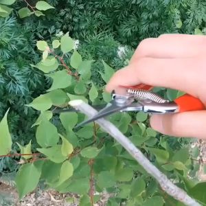 Garden Pruning Shears Carbon Steel Gardening Plant Scissor Branch Pruner Trimmer Tool Gunting Pokok Bunga Pemotong Dahan