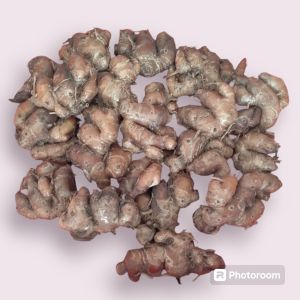 KENCUR TERMURAH SEGAR FRESH 1KG