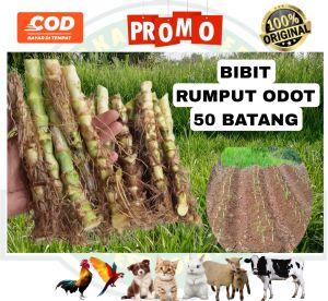 bibit rumput odot 50 batang pakan ternak