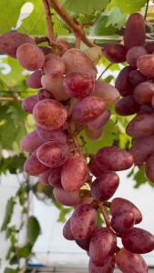 Bibit Anggur Baikonur Import Valid 100%