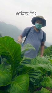 Mahakam Mandar 45 WP 100 gram Insektisida Pestisida Pembasmi Hama Tanaman Kakao