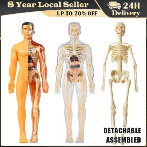3D Human Body Model Torso Model Educational Assembly Early Learning DIY Kids Toys Skeleton Anatomy Organ Teaching Tool Supplies