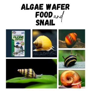 HIKARI ALGAE WAFER FEEDS FOR SNAILS AND CRAYFISH