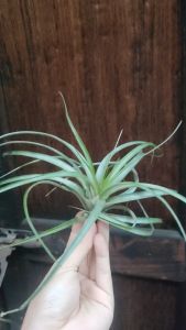 Tillandsia Brachy silver form / Air Plant