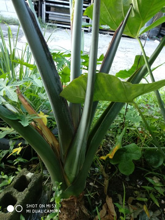 Giant Gabi Seedling Binhi /Fresh super Delecios in Good Condition at